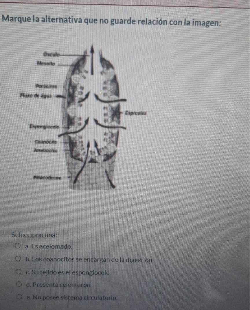 Marque la alternativa que no guarde relación con la imagen:
Seleccione una:
a. Es acelomado.
b. Los coanocitos se encargan de la digestión.
c. Su tejido es el espongiocele.
d. Presenta celenterón
e. No posee sistema circulatorio.