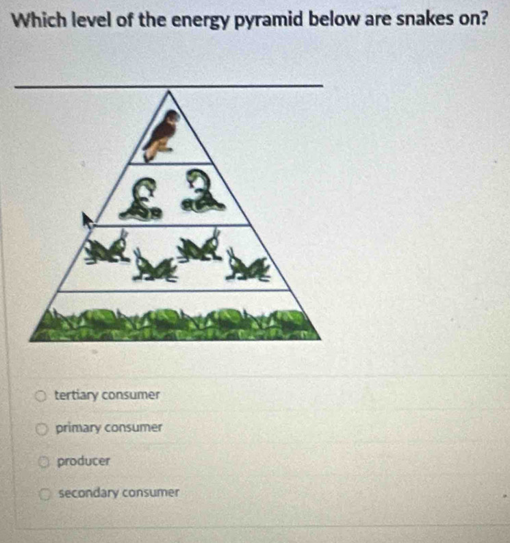 Which level of the energy pyramid below are snakes on?
tertiary consumer
primary consumer
producer
secondary consumer