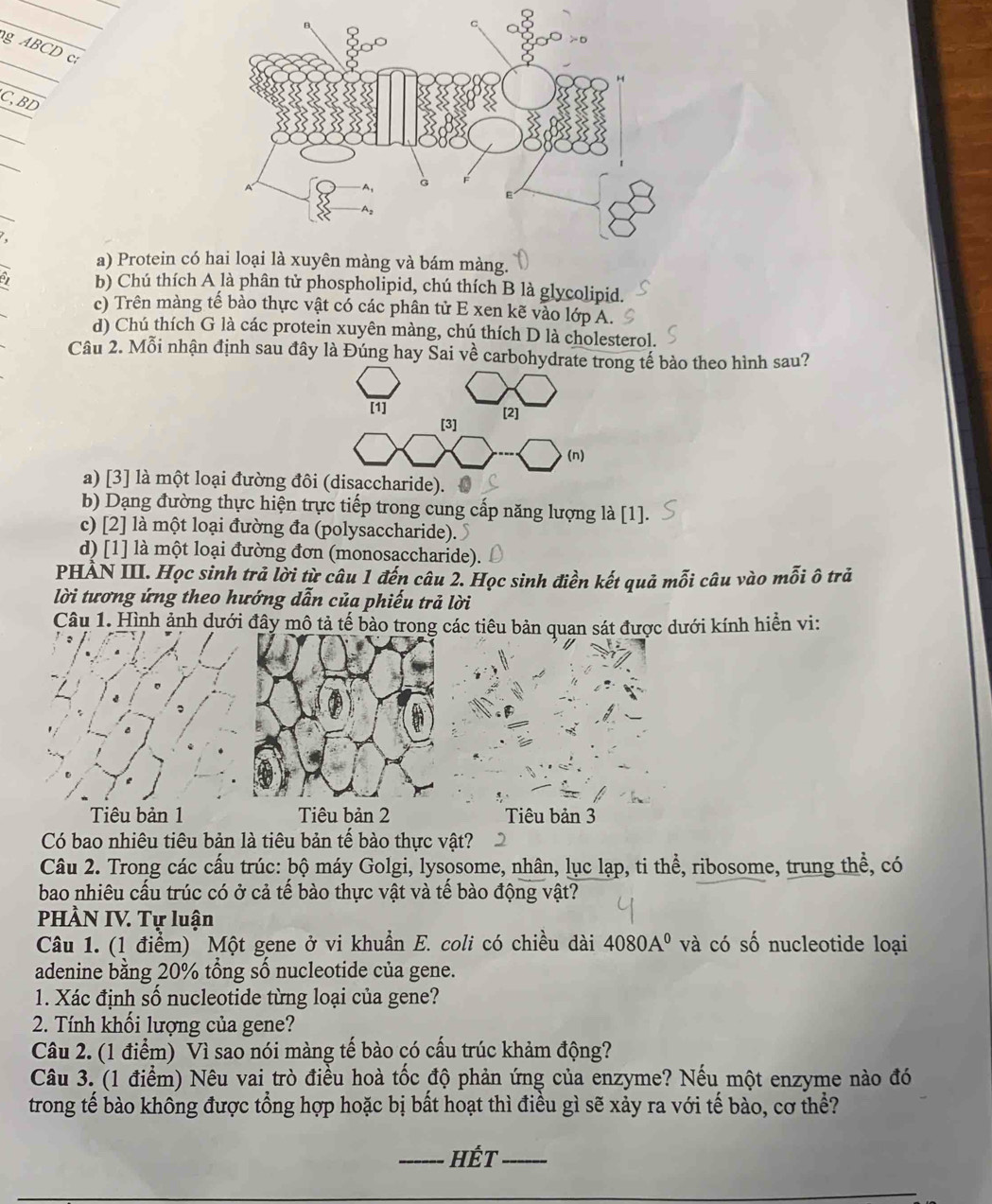 ABCD c
_
C,BD
_
a) Protein có
o b) Chú thích A là phân tử phospholipid, chú thích B là glycolipid.
c) Trên màng tế bào thực vật có các phân tử E xen kẽ vào lớp A.
d) Chú thích G là các protein xuyên màng, chú thích D là cholesterol.
Câu 2. Mỗi nhận định sau đây là Đúng hay Sai về carbohydrate trong tế bào theo hình sau?
[1] [2]
[3]
(n)
a) [3] là một loại đường đôi (disaccharide).
b) Dạng đường thực hiện trực tiếp trong cung cấp năng lượng là [1].
c) [2] là một loại đường đa (polysaccharide).
d) [1] là một loại đường đơn (monosaccharide).
PHẢN III. Học sinh trả lời từ câu 1 đến câu 2. Học sinh điền kết quả mỗi câu vào mỗi ô trả
lời tương ứng theo hướng dẫn của phiếu trả lời
Câu 1. Hình ảnh dưới đây mô tả tế bào trong các tiêu bản quan sát được dưới kính hiển vi:
Tiêu bản 1 Tiêu bản 3
Có bao nhiêu tiêu bản là tiêu bản tế bào thực vật?
Câu 2. Trong các cấu trúc: bộ máy Golgi, lysosome, nhân, lục lạp, ti thể, ribosome, trung thể, có
bao nhiêu cấu trúc có ở cả tế bào thực vật và tế bào động vật?
PHÀN IV. Tự luận
Câu 1. (1 điểm)  Một gene ở vi khuẩn E. coli có chiều dài 4080A^0 và có số nucleotide loại
adenine bằng 20% tổng số nucleotide của gene.
1. Xác định số nucleotide từng loại của gene?
2. Tính khối lượng của gene?
Câu 2. (1 điểm) Vì sao nói màng tế bào có cấu trúc khảm động?
Câu 3. (1 điểm) Nêu vai trò điều hoà tốc độ phản ứng của enzyme? Nếu một enzyme nào đó
trong tế bào không được tổng hợp hoặc bị bất hoạt thì điều gì sẽ xảy ra với tế bào, cơ thể?
_Hết_