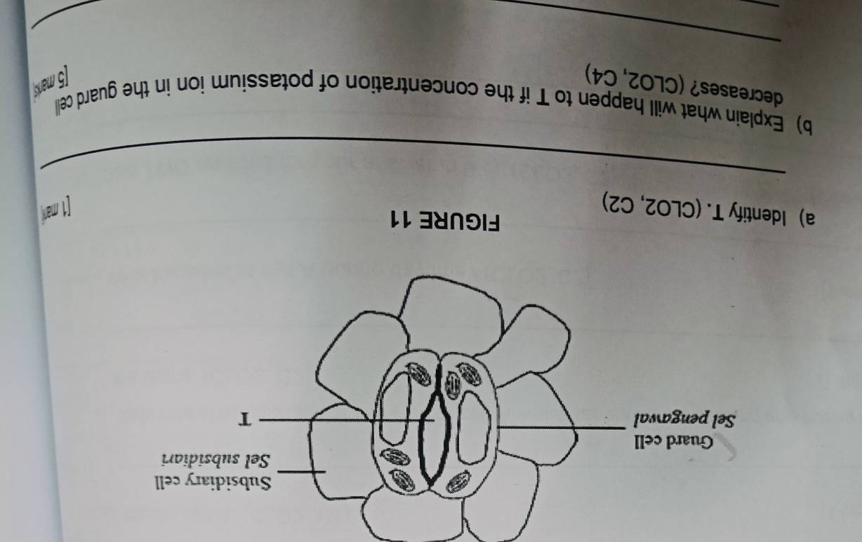 FIGURE 11 
a) Identify T. (CLO2, C2) [1 man 
_ 
b) Explain what will happen to T if the concentration of potassium ion in the guard cell 
decreases? (CLO2, C4) [5 mans 
_ 
_