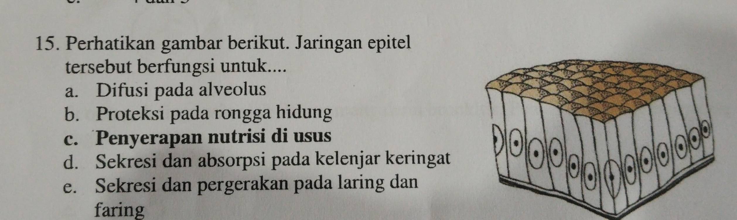 Perhatikan gambar berikut. Jaringan epitel
tersebut berfungsi untuk....
a. Difusi pada alveolus
b. Proteksi pada rongga hidung
c. Penyerapan nutrisi di usus
d. Sekresi dan absorpsi pada kelenjar keringat
e. Sekresi dan pergerakan pada laring dan
faring