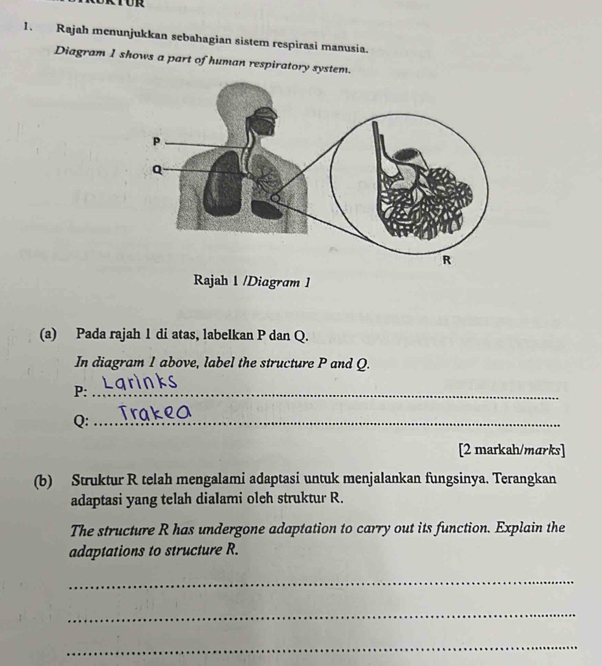 Rajah menunjukkan sebahagian sistem respirasi manusia. 
Diagram 1 shows a part of human respiratory system. 
Rajah 1 /Diagram 1 
(a) Pada rajah 1 di atas, labelkan P dan Q. 
In diagram 1 above, label the structure P and Q.
P :_
Q :_ 
[2 markah/marks] 
(b) Struktur R telah mengalami adaptasi untuk menjalankan fungsinya. Terangkan 
adaptasi yang telah dialami oleh struktur R. 
The structure R has undergone adaptation to carry out its function. Explain the 
adaptations to structure R. 
_ 
_ 
_