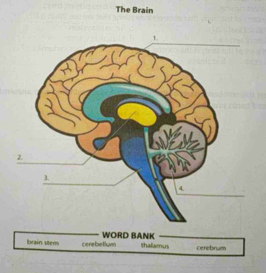 The Brain