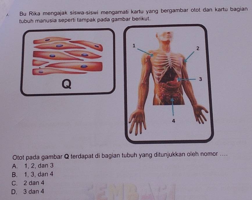 Bu Rika mengajak siswa-siswi mengamati kartu yang bergambar otot dan kartu bagian
tubuh manusia seperti tampak pada gambar berikut.
Otot pada gambar Q terdapat di bagian tubuh yang ditunjukkan oleh nomor ....
A. 1, 2, dan 3
B. 1, 3, dan 4
C. 2 dan 4
D. 3 dan 4