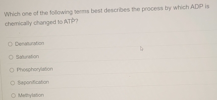 Which one of the following terms best describes the process by which ADP is
chemically changed to ATP?
Denaturation
Saturation
Phosphorylation
Saponification
Methylation