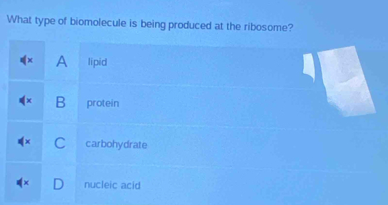 What type of biomolecule is being produced at the ribosome?
× A lipid
× B protein
C carbohydrate
D nucleic acid