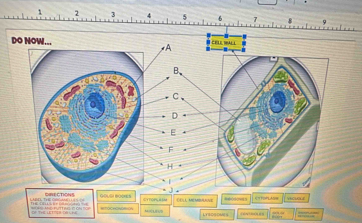 1 2 3 4
D 
GOLGI BODIES 
LABEL THE ORGANELLES OF CYTOPLASM CELL MEMBRANE RIBOSOMES CYTOPLASM VACUOLE 
THE CELLS BY DRAGGING THE 
WORD AND PUTTING IT ON TOP MITOCHONDRION NUCLEUS GOLGI ENDOPLASMIC 
OF THE LETTER OR LINE. LYSOSOMES CENTRIOLES RETICULUM 
BODY