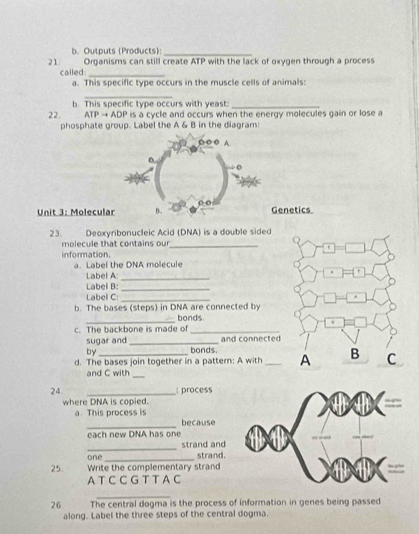 Outputs (Products):_ 
21. Organisms can still create ATP with the lack of oxygen through a process 
called:_ 
a. This specific type occurs in the muscle cells of animals: 
_ 
b. This specific type occurs with yeast:_ 
22. ATP → ADP is a cycle and occurs when the energy molecules gain or lose a 
phosphate group. Label the A & B in the diagram: 
Unit 3: MoleculGenetics 
23. Deoxyribonucleic Acid (DNA) is a double sided 
molecule that contains our_ 
information. 
a. Label the DNA molecule 
Label A:_ 
Label B:_ 
Label C:_ 
b. The bases (steps) in DNA are connected by 
_bonds. 
c. The backbone is made of_ 
sugar and _and connected 
by bonds. 
d. The bases join together in a pattern: A with_ 
and C with_ 
24. _ process 
where DNA is copied. 
a This process is 
_ 
because 
each new DNA has one 
_ 
strand and 
one_ strand. 
25. Write the complementary strand 
AT C C G T T A C 
_ 
26 The central dogma is the process of information in genes being passed 
along. Label the three steps of the central dogma.