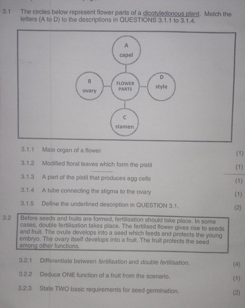 3.1 The circles below represent flower parts of a dicotyledonous plant. Match the 
letters (A to D) to the descriptions in QUESTIONS 3.1.1 to 3.1.4. 
3.1.1 Male organ of a flower (1) 
_ 
3.1.2 Modified floral leaves which form the pistil (1) 
_ 
3.1.3 A part of the pistil that produces egg cells 
(1) 
3.1.4 A tube connecting the stigma to the ovary (1) 
3.1.5 Define the underlined description in QUESTION 3.1. (2) 
3.2 Before seeds and fruits are formed, fertilisation should take place. In some 
cases, double fertilisation takes place. The fertilised flower gives rise to seeds 
and fruit. The ovule develops into a seed which feeds and protects the young 
embryo. The ovary itself develops into a fruit. The fruit protects the seed 
among other functions. 
3.2.1 Differentiate between fertilisation and double fertilisation. (4) 
3.2.2 Deduce ONE function of a fruit from the scenario. (1) 
3.2.3 State TWO basic requirements for seed germination. (2)