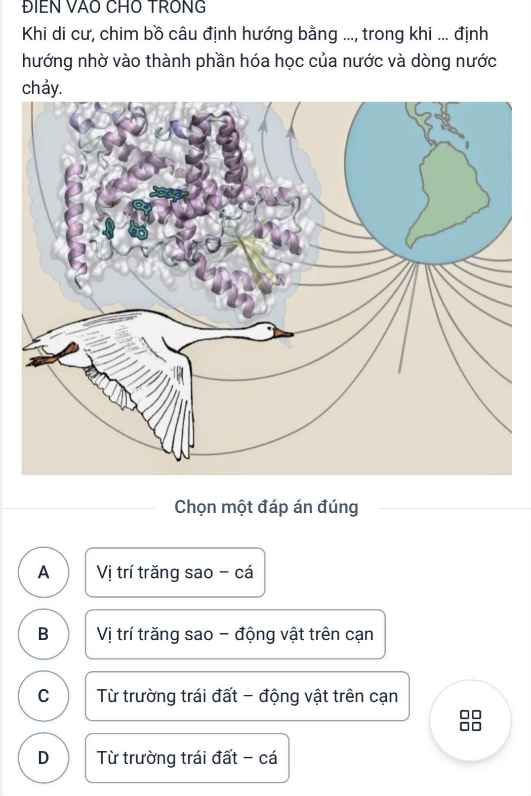 ĐIEN VÃO CHO TRONG
Khi di cư, chim bồ câu định hướng bằng ..., trong khi ... định
hướng nhờ vào thành phần hóa học của nước và dòng nước
chảy.
Chọn một đáp án đúng
A Vị trí trăng sao - cá
B Vị trí trăng sao - động vật trên cạn
C Từ trường trái đất - động vật trên cạn
D Từ trường trái đất - cá