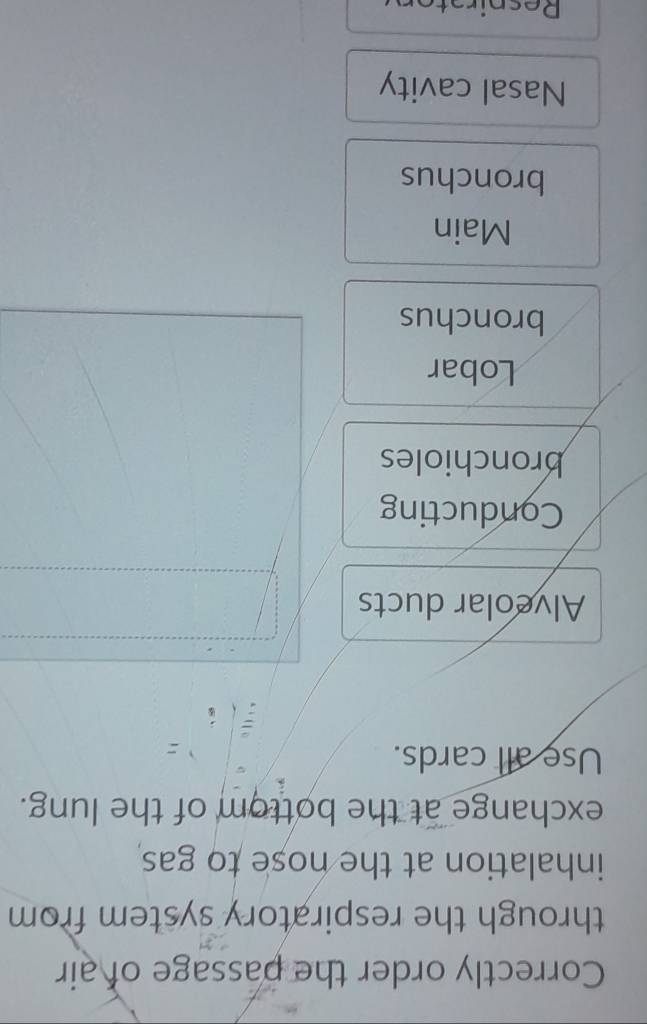 Correctly order the passage of air
through the respiratory system from
inhalation at the nose to gas 
exchange at the bottom of the lung.
Use all cards.
Alveolar ducts
Conducting
bronchioles
Lobar
bronchus
Main
bronchus
Nasal cavity