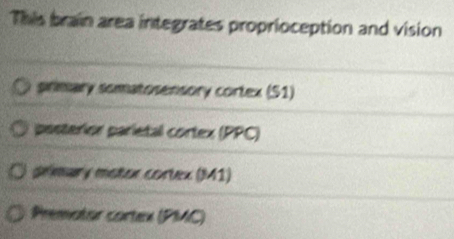 This brain area integrates proprioception and vision
pirimary somatosensory cortex (51)
posterior parietal cortex (PPC)
primary motor cortex (M41)
Prematar cartex (PMC)