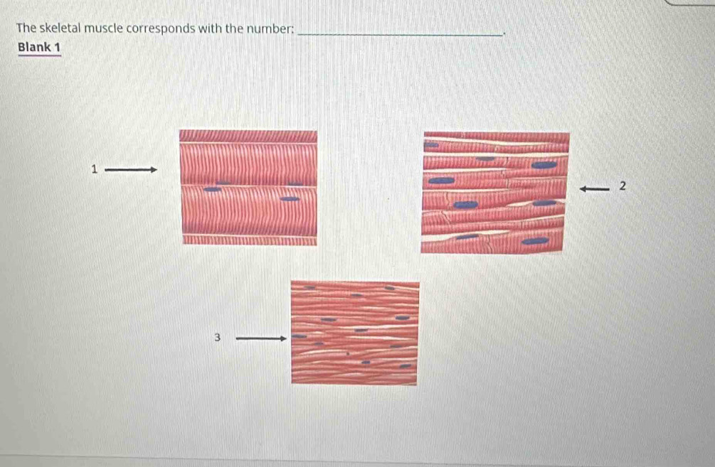 The skeletal muscle corresponds with the number:_ 
. 
Blank 1 
1 
_2 
3