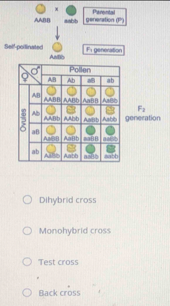 Parental
AABB aabb generation (P)
Self-pollinated F_1 generation
AaBb
Dihybrid cross
Monohybrid cross
Test cross
Back cross