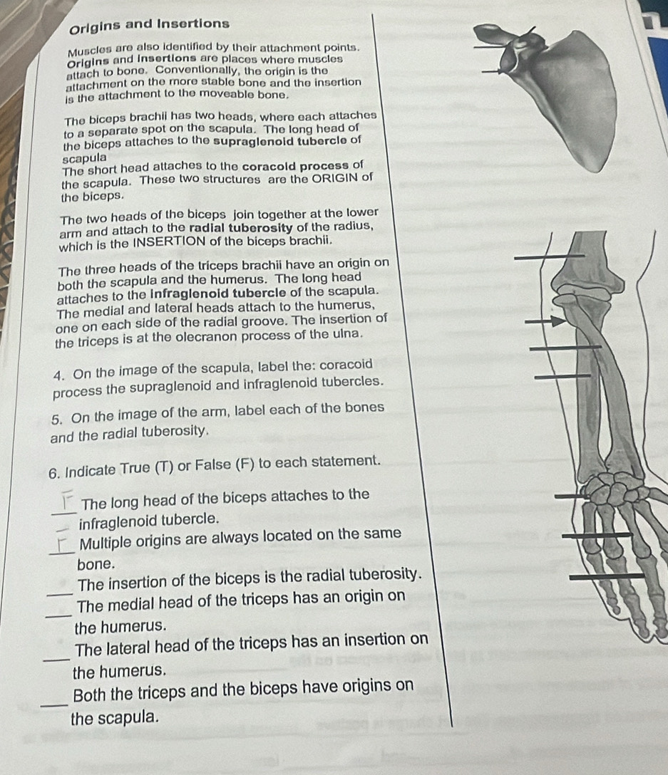 Origins and Insertions 
Muscles are also identified by their attachment points. 
Origins and insertions are places where muscles 
attach to bone. Conventionally, the origin is the 
attachment on the more stable bone and the insertion 
is the attachment to the moveable bone. 
The biceps brachii has two heads, where each attaches 
to a separate spot on the scapula. The long head of 
the biceps attaches to the supraglenoid tubercle of 
scapula 
The short head attaches to the coracold process of 
the scapula. These two structures are the ORIGIN of 
the biceps. 
The two heads of the biceps join together at the lower 
arm and attach to the radial tuberosity of the radius, 
which is the INSERTION of the biceps brachii. 
The three heads of the triceps brachii have an origin on 
both the scapula and the humerus. The long head 
attaches to the infraglenoid tubercle of the scapula. 
The medial and lateral heads attach to the humerus, 
one on each side of the radial groove. The insertion of 
the triceps is at the olecranon process of the ulna. 
4. On the image of the scapula, label the: coracoid 
process the supraglenoid and infraglenoid tubercles. 
5. On the image of the arm, label each of the bones 
and the radial tuberosity. 
6. Indicate True (T) or False (F) to each statement. 
_ 
The long head of the biceps attaches to the 
infraglenoid tubercle. 
_ 
Multiple origins are always located on the same 
bone. 
_ 
The insertion of the biceps is the radial tuberosity. 
_ 
The medial head of the triceps has an origin on 
the humerus. 
_ 
The lateral head of the triceps has an insertion on 
the humerus. 
_ 
Both the triceps and the biceps have origins on 
the scapula.