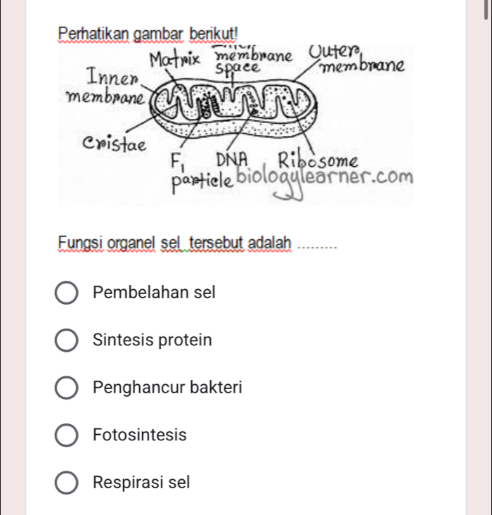 Fungsi organel sel tersebut adalah
Pembelahan sel
Sintesis protein
Penghancur bakteri
Fotosintesis
Respirasi sel