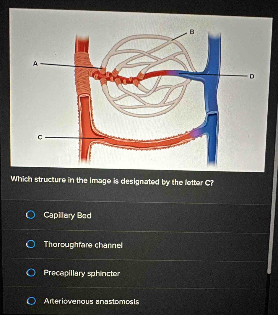 Which structure in the image is designated by the letter C?
Capillary Bed
Thoroughfare channel
Precapillary sphincter
Arteriovenous anastomosis