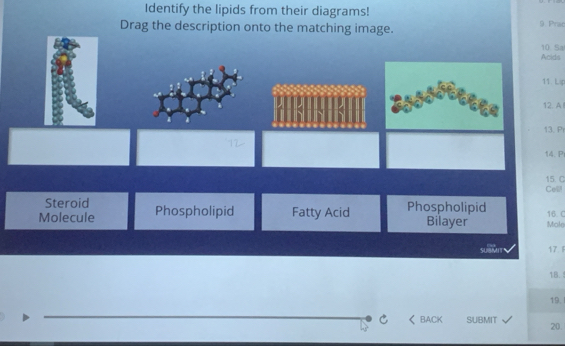 Identify the lipids from their diagrams!
Drag the description onto the matching image. 9 Prac
10. Sa
Acids
11. Lip
12. A
13. Pi
14. Pr
Cei 15. C
Steroid
Molecule Phospholipid Fatty Acid Phospholipid Bilayer Mole 16 C
SUBMIT 17. F
18.!
19. I
C BACK SUBMIT
20.