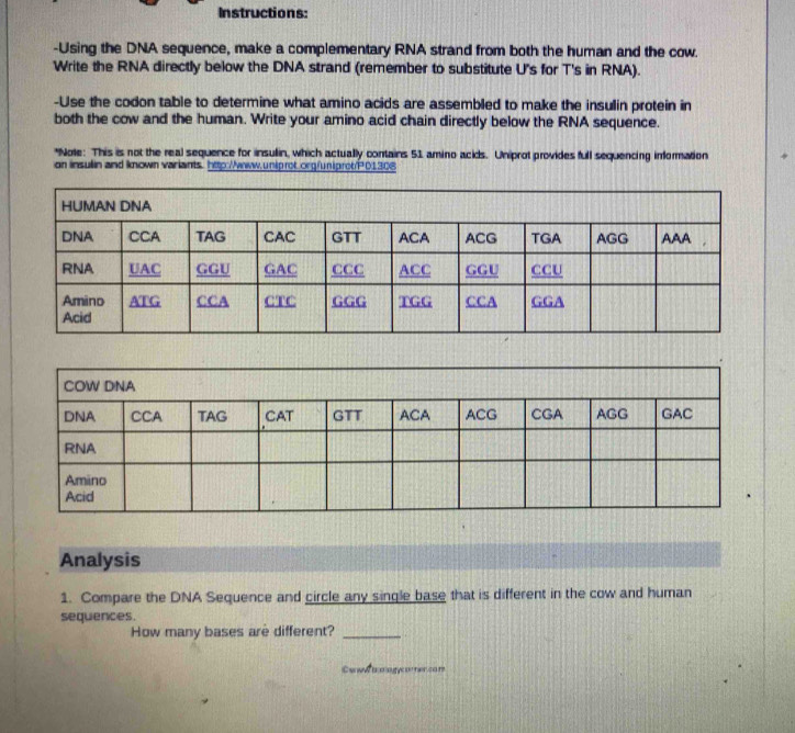 Instructions: 
-Using the DNA sequence, make a complementary RNA strand from both the human and the cow. 
Write the RNA directly below the DNA strand (remember to substitute U's for T's in RNA). 
-Use the codon table to determine what amino acids are assembled to make the insulin protein in 
both the cow and the human. Write your amino acid chain directly below the RNA sequence. 
*Note: This is not the real sequence for insullin, which actually contains 51 amino acids. Uniprot provides full sequencing information 
on insulin and known variants. http://www.uniprot.org/uniprot/P01308 
Analysis 
1. Compare the DNA Sequence and circle any single base that is different in the cow and human 
sequences. 
How many bases are different?_ 
Cowlnoogcomercam