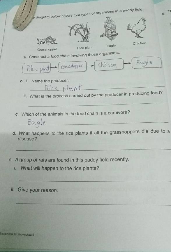 T1 
e diagram below shows four types of organisms in a paddy field. 
Grasshopper Rice plant Eagle Chicken 
a. Construct a food chain involving those organisms. 
b. i. Name the producer. 
_ 
ii. What is the process carried out by the producer in producing food? 
_ 
c. Which of the animals in the food chain is a carnivore? 
_ 
d. What happens to the rice plants if all the grasshoppers die due to a 
disease? 
_ 
e. A group of rats are found in this paddy field recently. 
i. What will happen to the rice plants? 
_ 
ii. Give your reason. 
_ 
Polenca Protomsukso 5