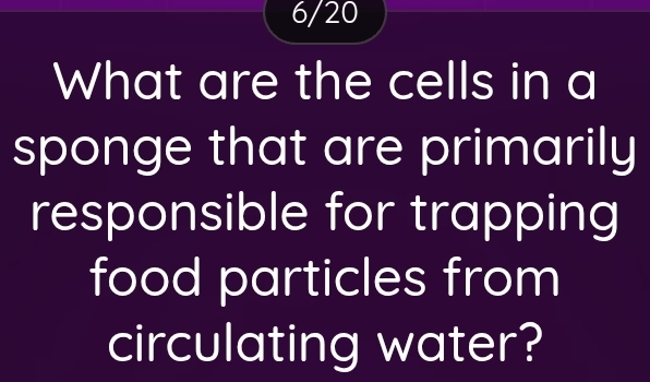 6/20 
What are the cells in a 
sponge that are primarily 
responsible for trapping 
food particles from 
circulating water?