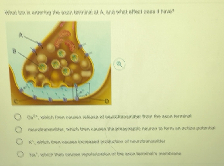 Solved: What ion is entering the axon terminal at A, and what effect ...