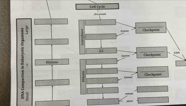 Histone 
↑ 
plants