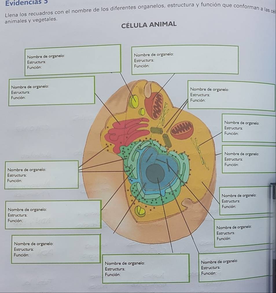 Evidencias 5 
Llena los recuadros con el nombre de los diferentes organelos, estructura y función que conforman a las cé 
animales y vegetales. 
CÉLULA ANIMAL 
N 
E 
F 
No 
Est 
Fu 
No 
Est 
Fu 
Estructura: Estructura: 
Función: Función: