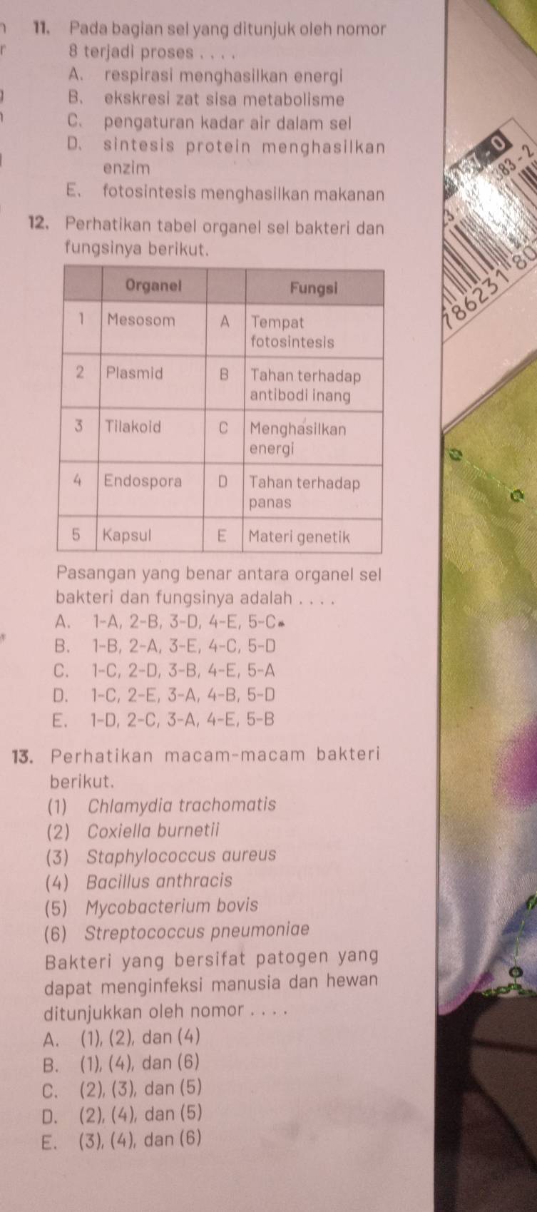 Pada bagian sel yang ditunjuk oleh nomor
8 terjadi proses .
A. respirasi menghasilkan energi
B. ekskresi zat sisa metabolisme
C. pengaturan kadar air dalam sel
D. sintesis protein menghasilkan
enzim
83 - 2
E、 fotosintesis menghasilkan makanan
12. Perhatikan tabel organel sel bakteri dan
fungsinya berikut.
o
8623
。
。
Pasangan yang benar antara organel sel
bakteri dan fungsinya adalah . . . .
A. 1 -A, 2 -B, 3 -D, 4-E, 5-C
B. 1 -B, 2 -A, 3 -E, 4 -C, 5 -D
C. 1 -C, 2-D, 3-B, 4 -E, 5-A
D. 1 -C, 2-E, 3 -A, 4-B, 5-D
E. 1-D, 2-C, 3-A, 4-E, 5-B
13. Perhatikan macam-macam bakteri
berikut.
(1) Chlamydia trachomatis
(2) Coxiella burnetii
(3) Staphylococcus aureus
(4) Bacillus anthracis
(5) Mycobacterium bovis
(6) Streptococcus pneumoniae
Bakteri yang bersifat patogen yang
dapat menginfeksi manusia dan hewan
ditunjukkan oleh nomor . . . .
A. (1), (2), dan (4)
B. (1), (4), dan (6)
C. (2), (3), dan (5)
D. (2), (4), dan (5)
E. (3), (4), dan (6)