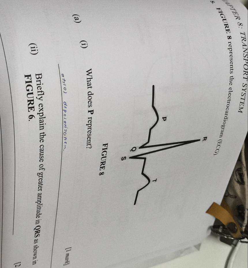 MPTER 8: TRANSPORT SYSTEM 
FIGURE 8 represents the electrocardiogram (ECG). 
FIGURE 8 
What does P represent? 
(a) (i) 
_ 
[1 mark] 
(ii) Briefly explain the cause of greater amplitude in QRS as shown in 
FIGURE 6. 
_ 
[2 
_