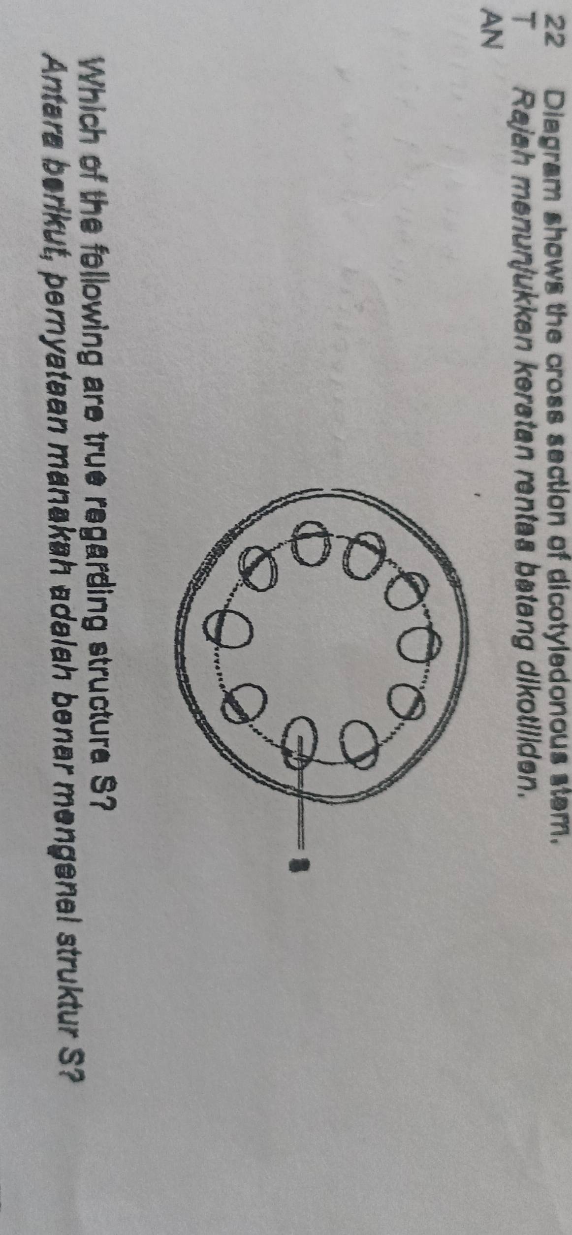 Diagram shows the cross section of dicotyledonous stem. 
T Rajah menunjukkan keratan rentas batang dikotiliden. 
AN 
Which of the following are true regarding structura S? 
Antara berikut, pernyataan manakah adalah benar mengenal struktur S?