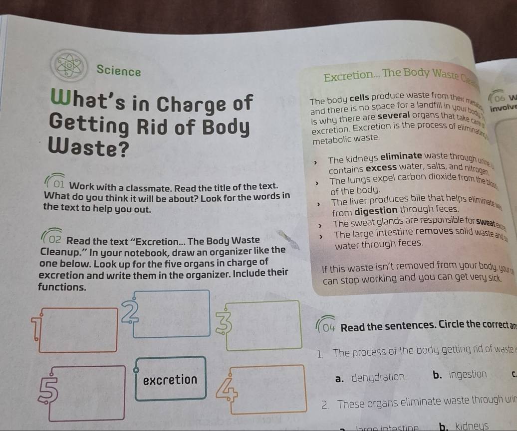 Science
Excretion... The Body Waste Clea
What’s in Charge of


The body cells produce waste from their metabe involve
and there is no space for a landfill in your body 
is why there are several organs that take care 
Getting Rid of Body excretion. Excretion is the process of eliminating
Waste?
metabolic waste.
The kidneys eliminate waste through urine
contains excess water, salts, and nitrogen
Work with a classmate. Read the title of the text. The lungs expel carbon dioxide from the bloo
What do you think it will be about? Look for the words in of the body.
The liver produces bile that helps eliminate 
the text to help you out.
from digestion through feces.
The sweat glands are responsible for sweater
Read the text “Excretion... The Body Waste
The large intestine removes solid waste an 
Cleanup.” In your notebook, draw an organizer like the water through feces.
one below. Look up for the five organs in charge of
excretion and write them in the organizer. Include their If this waste isn't removed from your body, your 
functions. can stop working and you can get very sick .
Read the sentences. Circle the correct an
1. The process of the body getting rid of waste
excretion a. dehydration b. ingestion C
2. These organs eliminate waste through urin
b. kidneys