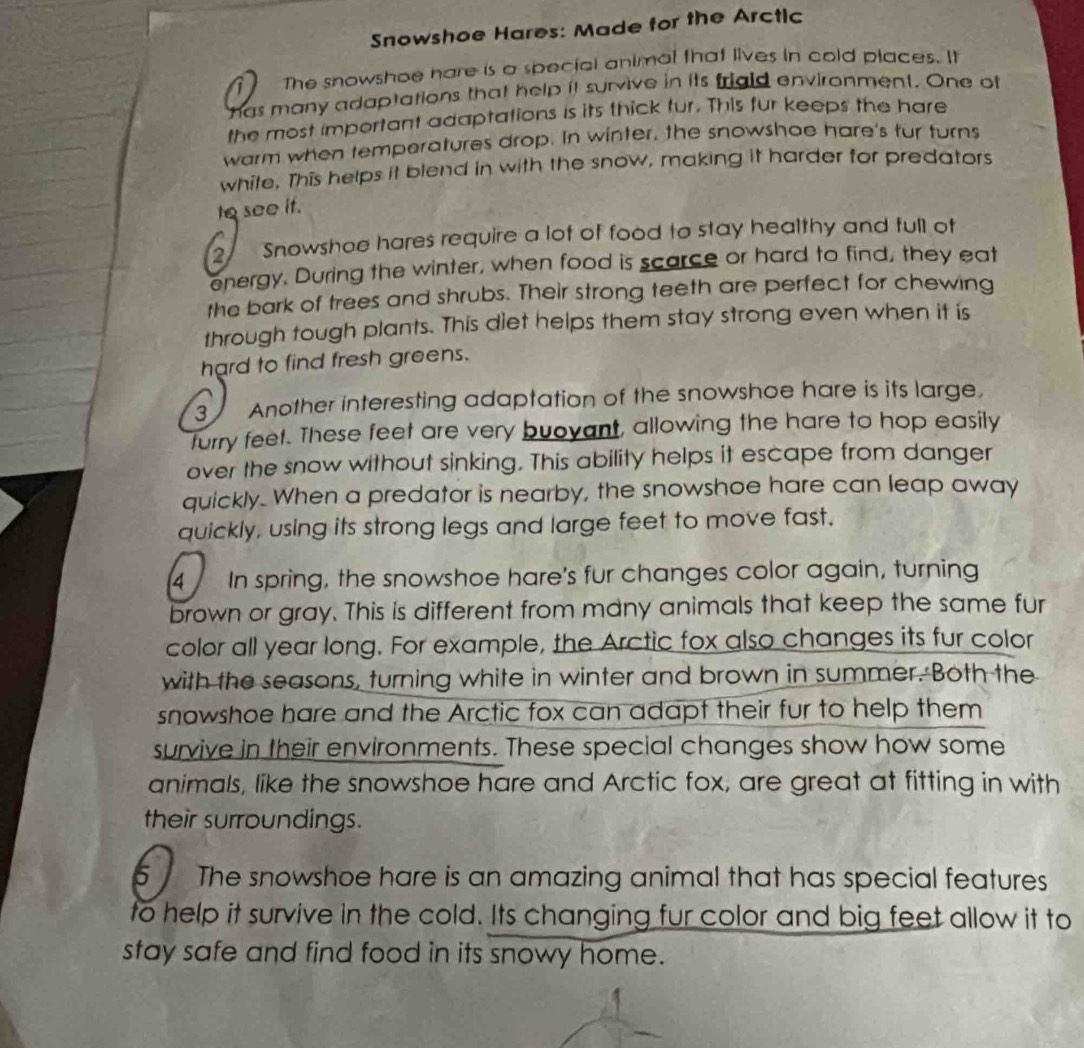 Snowshoe Hares: Made for the Arctic 
1 The snowshoe hare is a special animal that lives in cold places. It 
has many adaptations that help it survive in its frigid environment. One of 
the most important adaptations is its thick tur. This fur keeps the hare 
warm when temperatures drop. In winter, the snowshoe hare's fur turns 
white. This helps it blend in with the snow, making it harder for predators 
to see it. 
2 Snowshoe hares require a lot of food to stay healthy and full of 
energy. During the winter, when food is scarce or hard to find, they eat 
the bark of trees and shrubs. Their strong teeth are perfect for chewing 
through tough plants. This diet helps them stay strong even when it is 
hard to find fresh greens. 
3 Another interesting adaptation of the snowshoe hare is its large, 
furry feet. These feet are very buovant, allowing the hare to hop easily 
over the snow without sinking. This ability helps it escape from danger 
quickly. When a predator is nearby, the snowshoe hare can leap away 
quickly, using its strong legs and large feet to move fast. 
4 In spring, the snowshoe hare's fur changes color again, turning 
brown or gray. This is different from many animals that keep the same fur 
color all year long. For example, the Arctic fox also changes its fur color 
with the seasons, turning white in winter and brown in summer. Both the 
snowshoe hare and the Arctic fox can adapt their fur to help them 
survive in their environments. These special changes show how some 
animals, like the snowshoe hare and Arctic fox, are great at fitting in with 
their surroundings. 
5 The snowshoe hare is an amazing animal that has special features 
to help it survive in the cold. Its changing fur color and big feet allow it to 
stay safe and find food in its snowy home.