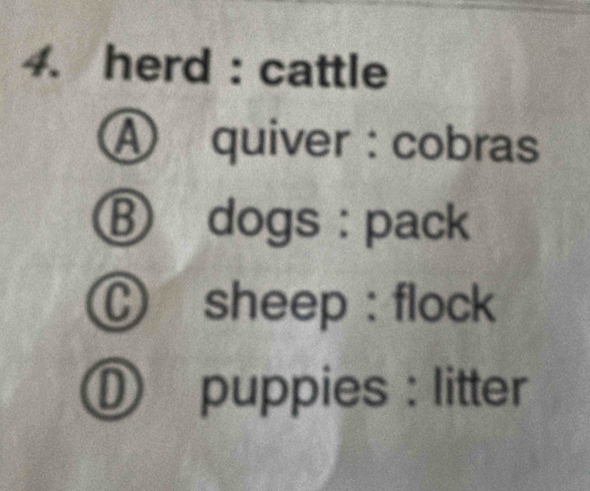 herd : cattle 
④ quiver : cobras 
Ⓑ dogs : pack 
C sheep : flock 
⑪ puppies : litter