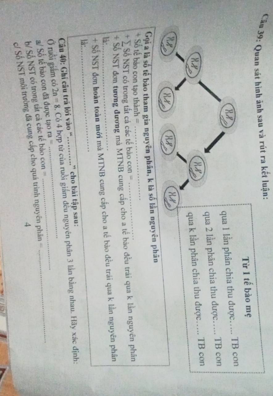 Quan sát hình ảnh sau và rút ra kết luận: 
Từ 1 tế bào mẹ 
qua 1 lần phân chia thu được..... TB con 
My qua 2 lần phân chia thu được.... TB con 
HN 
qua k lần phân chia thu được.... TB con 
Xy 
Gọi a là số tế bào tham gia nguyên phân, k là số lần nguyên phân 
+ Số tế bảo con tạo thành = 
_ 
+ ∑ Số NST có trong tất cả các tế bào con = 
+ Số NST đơn tương đương mà MTNB cung cấp cho a tế bào đều trải qua k lần nguyên phân 
là:_ 
+ Số NST đơn hoàn toàn mới mà MTNB cung cấp cho a tế bào đều trải qua k lần nguyên phân 
là: 
_ 
Câu 40: Ghi câu trả lời vào “….......” cho bài tập sau: 
_ 
Ở ruồi giấm có 2n=8. Có 4 hợp tử của ruồi giấm đều nguyên phân 3 lần bằng nhau. Hãy xác định: 
a/ Số tế bào con đã được tạo ra=
b/ Số NST có trong tắt cả các tế bào con = 
c/ Số NST môi trường đã cung cấp cho quá trình nguyên phân == 
4