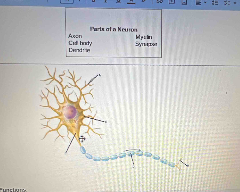 Parts of a Neuron
Axon Myelin
Cell body Synapse
Dendrite
Functions: