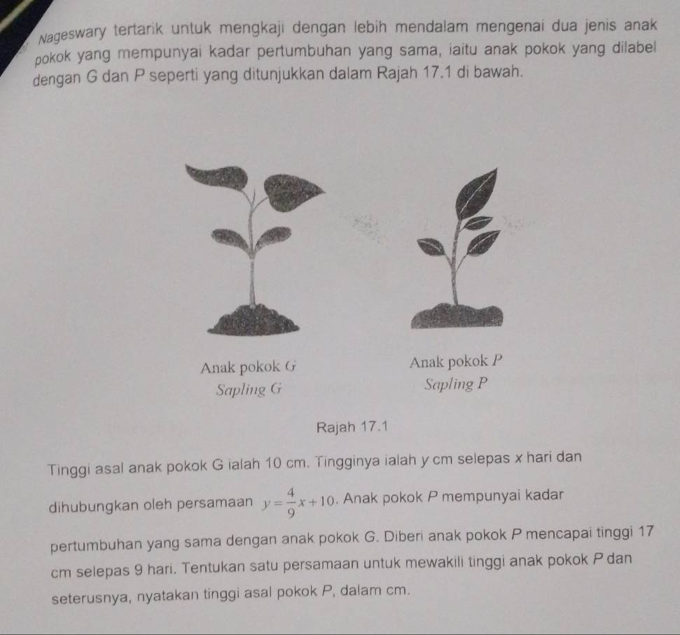 Nageswary tertarik untuk mengkaji dengan lebih mendalam mengenai dua jenis anak 
pokok yang mempunyai kadar pertumbuhan yang sama, iaitu anak pokok yang dilabel 
dengan G dan P seperti yang ditunjukkan dalam Rajah 17.1 di bawah. 
Anak pokok G Anak pokok P
Sapling G Sapling P
Rajah 17.1 
Tinggi asal anak pokok G ialah 10 cm. Tingginya ialah y cm selepas x hari dan 
dihubungkan oleh persamaan y= 4/9 x+10. Anak pokok P mempunyai kadar 
pertumbuhan yang sama dengan anak pokok G. Diberi anak pokok P mencapai tinggi 17
cm selepas 9 hari. Tentukan satu persamaan untuk mewakili tinggi anak pokok P dan 
seterusnya, nyatakan tinggi asal pokok P, dalam cm.