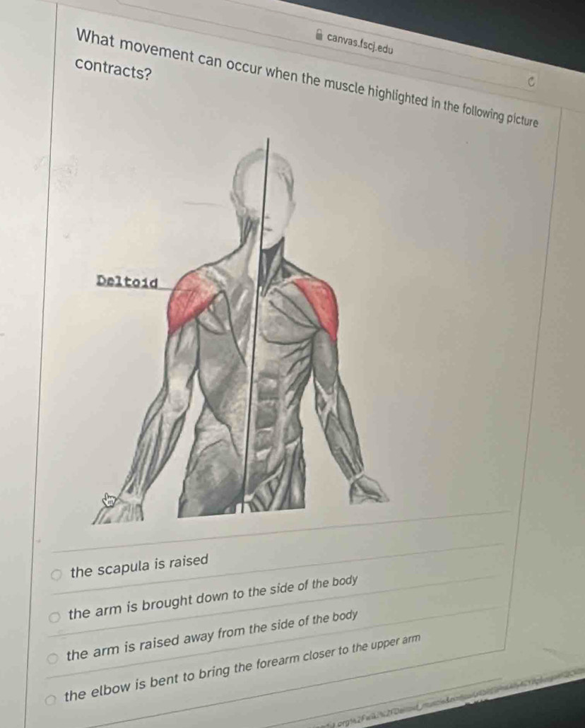 canvas.fscj.edu
contracts?
What movement can occur when the muscle highlighted in the following picture
the scapula is raised
the arm is brought down to the side of the body
the arm is raised away from the side of the body
the elbow is bent to bring the forearm closer to the upper arm