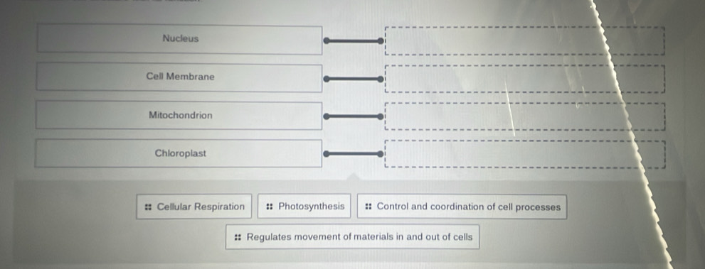 Nucleus
Cell Membrane
Mitochondrion
Chloroplast
# Cellular Respiration : Photosynthesis :: Control and coordination of cell processes
: Regulates movement of materials in and out of cells