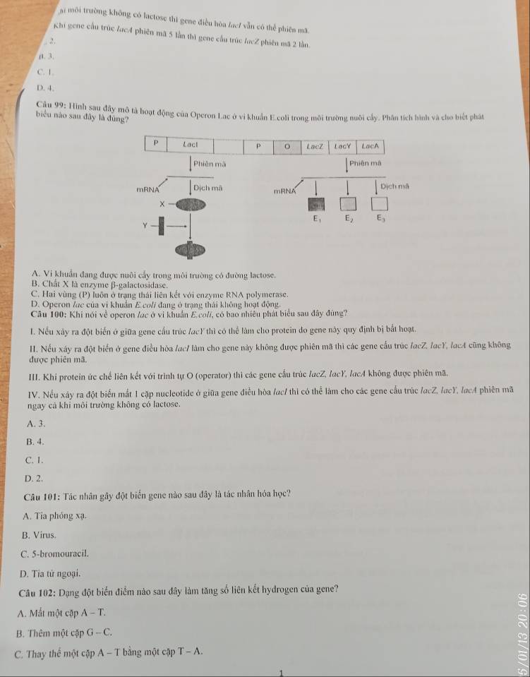 ai môi trường không có lactose thì gene điều hòa lac/ vẫn có thể phiên mã.
Khi gene cầu trúc lac4 phiên mã 5 lần thì gene cầu trúc lợcZ phiên mã 2 lần.
2.
β. 3.
C. 1.
D. 4.
Câu 99: Hình sau đây mộ tả hoạt động của Operon Lac ở vi khuẩn E.coli trong môi trường nuôi cầy. Phân tích hình và cho biết phát
biểu nào sau đây là đùng?
A. Vi khuẩn đang được nuôi cấy trong môi trường có đường lactose.
B. Chất X là enzyme β-galactosidase.
C. Hai vùng (P) luôn ở trạng thái liên kết với enzyme RNA polymerase.
D. Operon /ac của vi khuẩn E.col/ đang ở trạng thái không hoạt động.
Câu 100: Khi nói về operon /ạc ở vi khuẩn E.co//, có bao nhiêu phát biểu sau đây đúng?
I. Nếu xảy ra đột biển ở giữa gene cầu trúc /acY thì có thể làm cho protein do gene này quy định bị bắt hoạt.
II. Nếu xáy ra đột biển ở gene điều hòa /ac/ làm cho gene này không được phiên mã thì các gene cấu trúc facZ, lacY, lac4 cũng không
được phiên mã.
III. Khi protein ức chế liên kết với trình tự O (operator) thì các gene cấu trúc lacZ, lacY, lacA không được phiên mã,
IV. Nều xảy ra đột biển mất 1 cặp nucleotide ở giữa gene điều hòa /ac/ thì có thể làm cho các gene cầu trúc /acZ, lacY, lacA phiên mã
ngay cả khỉ môi trường không có lactose.
A. 3.
B. 4.
C. 1.
D. 2.
Câu 101: Tác nhân gây đột biển gene nào sau đây là tác nhân hỏa học?
A. Tia phóng xạ.
B. Virus.
C. 5-bromouracil.
D. Tia tử ngoại.
Câu 102: Dạng đột biến điểm nào sau đây làm tăng số liên kết hydrogen của gene?
A. Mắt một cập A-T.
B. Thêm một cặp G-C.
C. Thay thể một cặp A - T bằng một cập T - A.