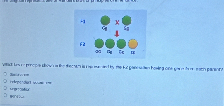 The blagram represents one of Menders laws of principies of innentance .
Which law or principle shown in the diagram is represented by the F2 generation having one gene from each parent?
dominance
independent assortment
segregation
genetics