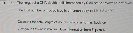 3- The length of a DNA double helix increases by 0.34 nm for every pair of nucle.
The total number of nucleotides in a human body cell is 1.2* 10^(10). 
Calculate the total length of double helix in a human body cell..
Give your answer in metres. Use information from Figure 5_