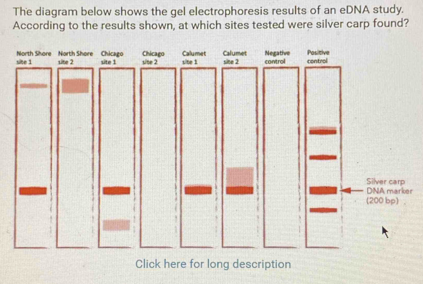 Solved: The diagram below shows the gel electrophoresis results of an ...