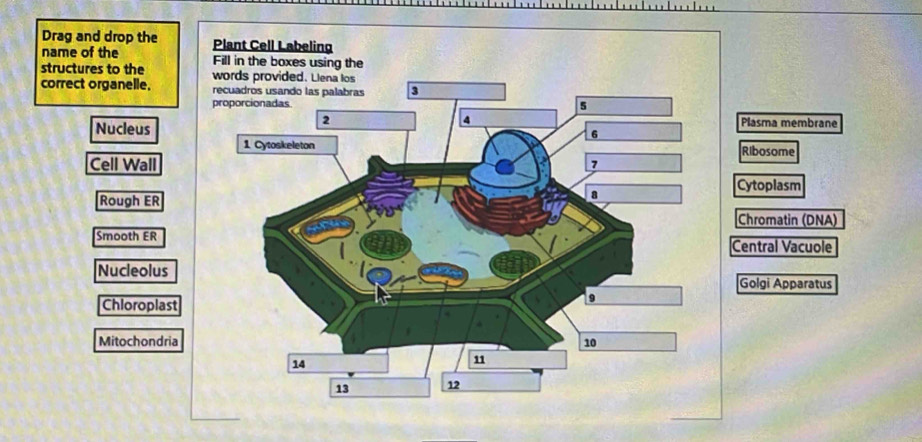 Drag and drop the 
name of the 
structures to the 
correct organelle.
Nucleus
Plasma membrane
Ribosome
Cell Wall
Cytoplasm
Rough ER
Chromatin (DNA)
Smooth ER
Central Vacuole
Nucleolus
Golgi Apparatus
Chloroplast
Mitochondria