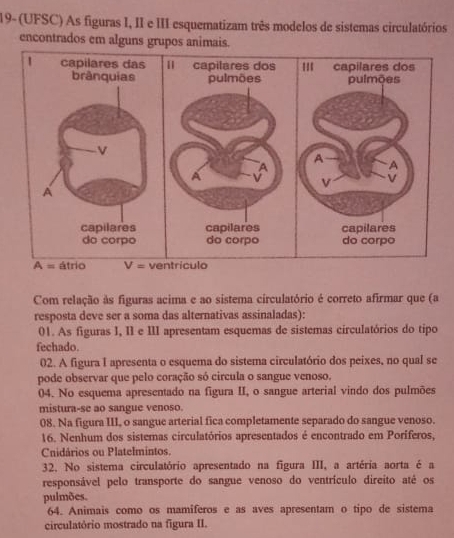 19- (UFSC) As figuras I, II e III esquematizam três modelos de sistemas circulatórios 
encontrados em alguns grupos animais.
A= átrio V= ventriculo 
Com relação às figuras acima e ao sistema circulatório é correto afirmar que (a 
resposta deve ser a soma das alternativas assinaladas): 
01. As figuras I, II e III apresentam esquemas de sistemas circulatórios do tipo 
fechado. 
02. A figura I apresenta o esquema do sistema circulatório dos peixes, no qual se 
pode observar que pelo coração só circula o sangue venoso. 
04. No esquema apresentado na figura II, o sangue arterial vindo dos pulmões 
mistura-se ao sangue venoso. 
08. Na figura III, o sangue arterial fica completamente separado do sangue venoso. 
16. Nenhum dos sistemas circulatórios apresentados é encontrado em Poríferos, 
Cnidários ou Platelmintos. 
32. No sistema circulatório apresentado na figura III, a artéria aorta é a 
responsável pelo transporte do sangue venoso do ventrículo direito atê os 
pulmões. 
64. Animais como os mamíferos e as aves apresentam o tipo de sistema 
circulatório mostrado na figura II.