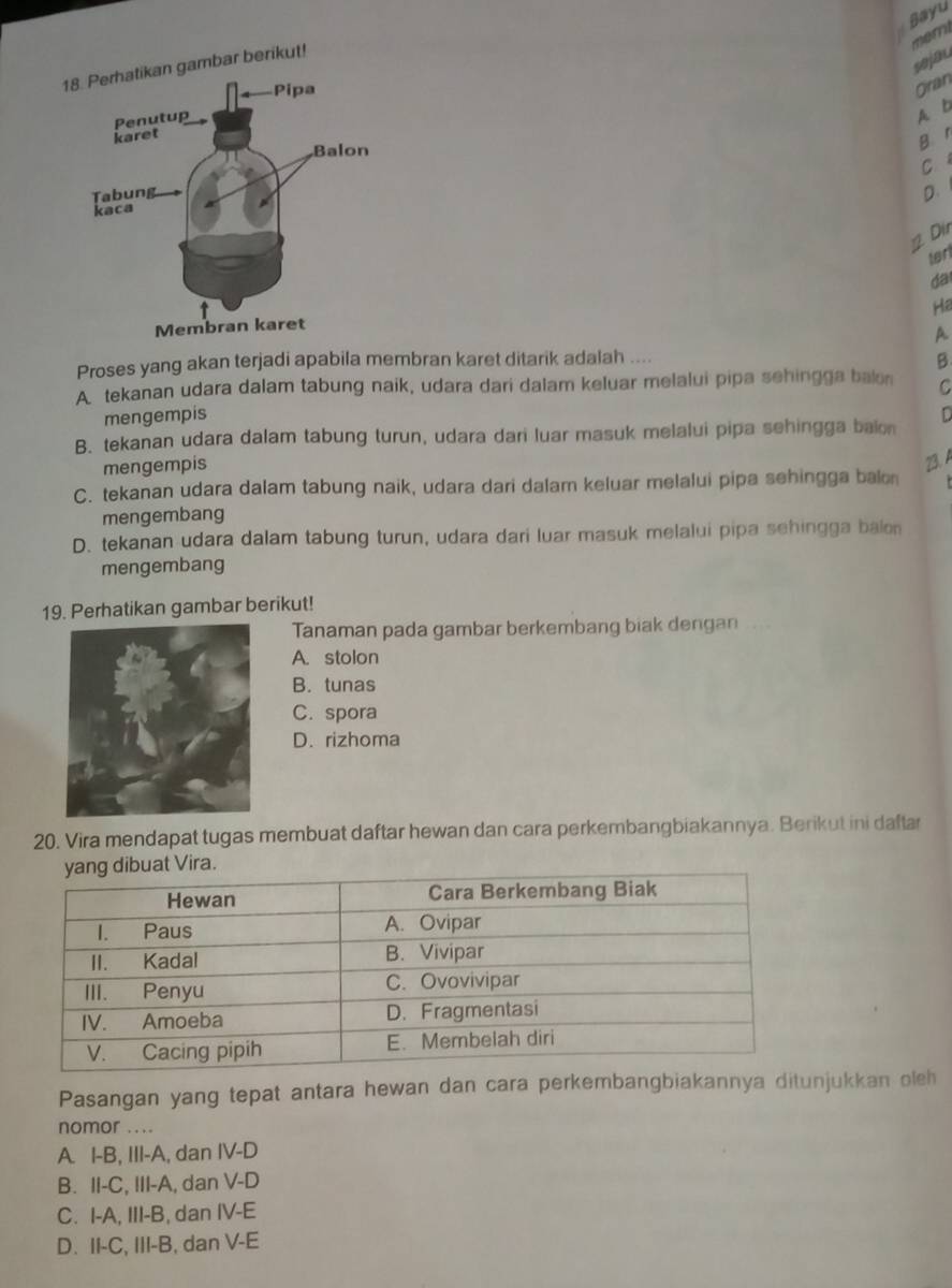 Bayu
memi
sejau
1gambar berikut!
Oran
A b
B r
C 
D. 
2 Dir
terl
da
Ha
A
Proses yang akan terjadi apabila membran karet ditarik adalah ....
B
A tekanan udara dalam tabung naik, udara dari dalam keluar melalui pipa sehingga baln C
mengempis D
B. tekanan udara dalam tabung turun, udara dari luar masuk melalui pipa sehingga balon
mengempis
23. A
C. tekanan udara dalam tabung naik, udara dari dalam keluar melalui pipa sehingga balo
mengembang
D. tekanan udara dalam tabung turun, udara dari luar masuk melalui pipa sehingga balo
mengembang
19. Perhatikan gambar berikut!
Tanaman pada gambar berkembang biak dengan
A. stolon
B. tunas
C. spora
D. rizhoma
20. Vira mendapat tugas membuat daftar hewan dan cara perkembangbiakannya. Berikut ini daftar
Pasangan yang tepat antara hewan dan cara perkembangbiakannya ditunjukkan oleh
nomor ....
A. I-B, III-A, dan IV-D
B. II-C, III-A, dan V-D
C. I-A, III-B, dan IV-E
D. II-C, III-B, dan V-E