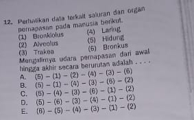 Perhalikan data terkait saïuran dan organ
pernapasan pada manusia berikut.
(1) Bronkiolus (4) Laring
(2) Alveolus (5) Hidung
(3) Trakea
Mengalimya udara pernapasan dari awal (6) Bronkus
hingga akhir secara berurutan adalah . . . .
A. (5)-(1)-(2)-(4)-(3)-(6)
B. (5)-(1)-(4)-(3)-(6)-(2)
C. (5)-(4)-(3)-(6)-(1)-(2)
D. (5)-(6)-(3)-(4)-(1)-(2)
E. (6)-(5)-(4)-(3)-(1)-(2)