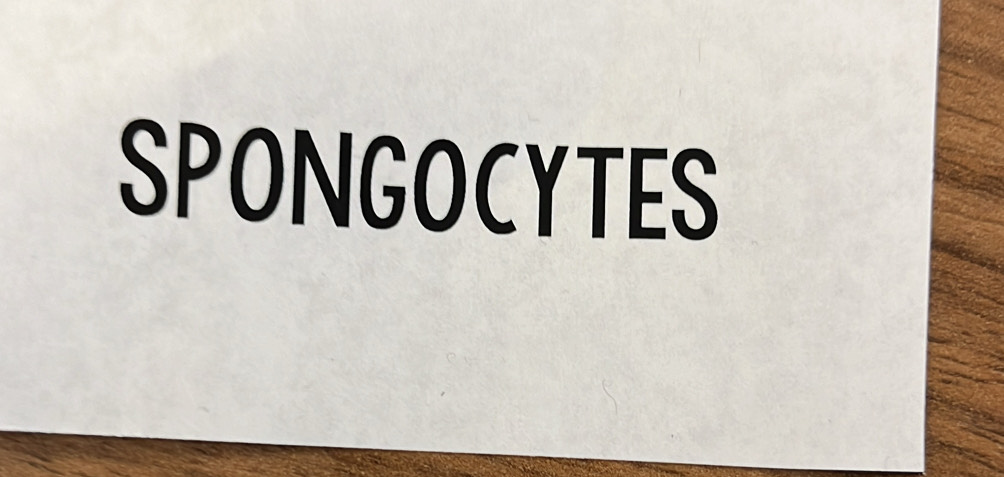 SPONGOCYTES