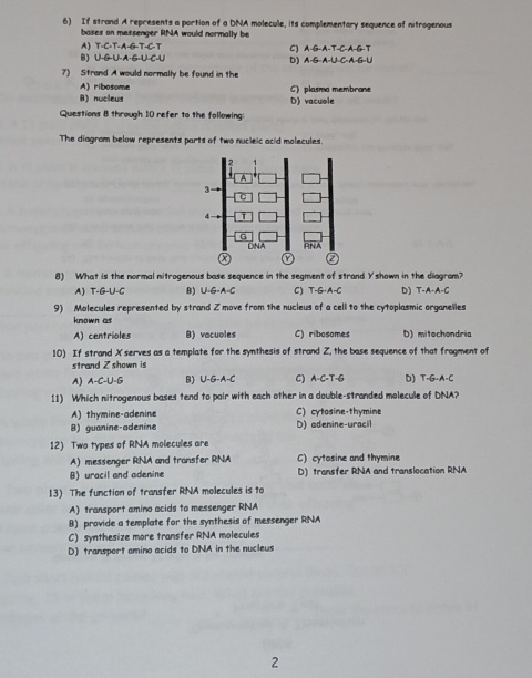 If strand A represents a portion of a DNA molecule, its complementary sequence of nitrogenous
bases on messenger RNA would normally be
A) T-C-T-A-G-T-C-T C) A-G-A-T-C-A-G-T
B) U-G-U-A-G-U-C-U D) A-G-A-U-C-A-G-U
7) Strand A would normally be found in the
A) ribosome
B) nucleus D) vacuole C) plasma membrane
Questions 8 through 10 refer to the following:
The diagram below represents parts of two nucleic acid molecules
8) What is the normal nitrogenous base sequence in the segment of strand Yshown in the diagram?
A) T G-U- B) U=G· A· C C) -G· A -C D) T-A-A-C
9) Molecules represented by strand Z move from the nucleus of a cell to the cytoplasmic organelles
known as
A) centrioles B) vacuoles C) ribosomes D) mitochondria
10) If strand X serves as a template for the synthesis of strand Z, the base sequence of that fragment of
strand Z shown is
A) A-C-U-G B) U-G-A-C C) A-C-T-G D) T-G-A-C
11) Which nitrogenous bases tend to pair with each other in a double-stranded molecule of DNA?
A) thymine-adenine C) cytosine-thymine
B) guanine-adenine D) adenine-uracil
12) Two types of RNA molecules are
A) messenger RNA and transfer RNA C) cytosine and thymine
B) uracil and adenine D) transfer RNA and translocation RNA
13) The function of transfer RNA molecules is to
A) transport amino acids to messenger RNA
B) provide a template for the synthesis of messenger RNA
C) synthesize more transfer RNA molecules
D) transport amino acids to DNA in the nucleus
2