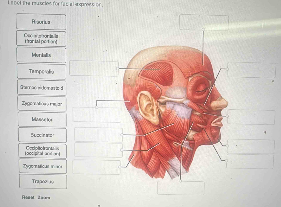 Label the muscles for facial expression.
Risorius
Occipitofrontalis
(frontal portion)
Mentalis
Temporalis
Sternocleidomastoid
Zygomaticus major
Masseter
Buccinator
Occipitofrontalis
(occipital portion)
Zygomaticus minor
Trapezius
Reset Zoom